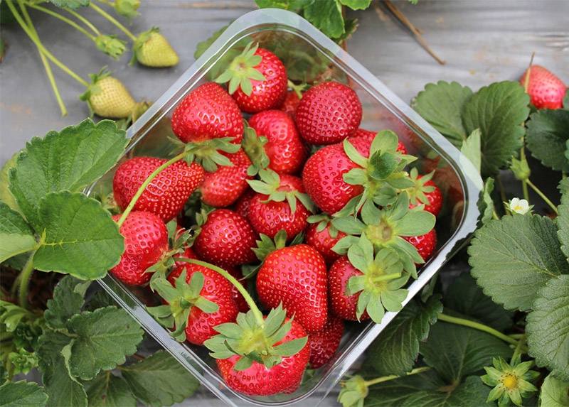 Dâu tây Đà Lạt