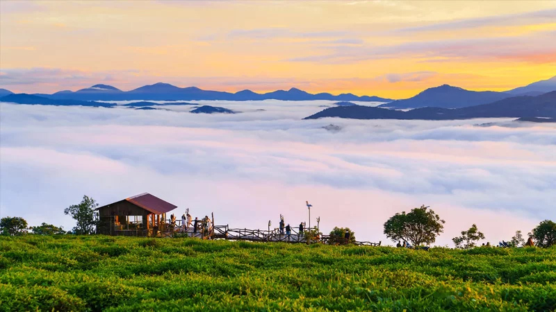 Đồi chè Cầu Đất - Vẻ đẹp xanh mướt và mộc mạc