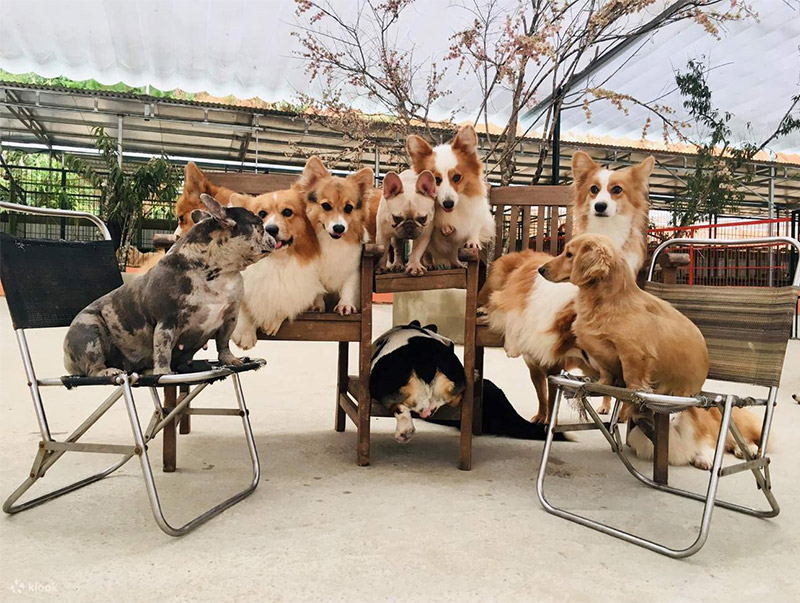 Nông trại cún Puppy Farm - Điểm dừng chân cho tín đồ yêu thú cưng