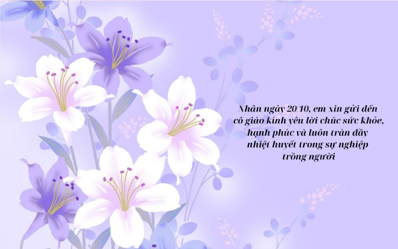 Hoa loa kèn tím trắng chúc 20/10 gửi cô giáo
