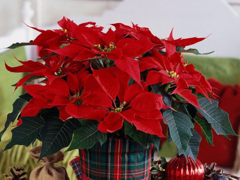 Chậu hoa trạng nguyên đỏ rực trang trí Noel