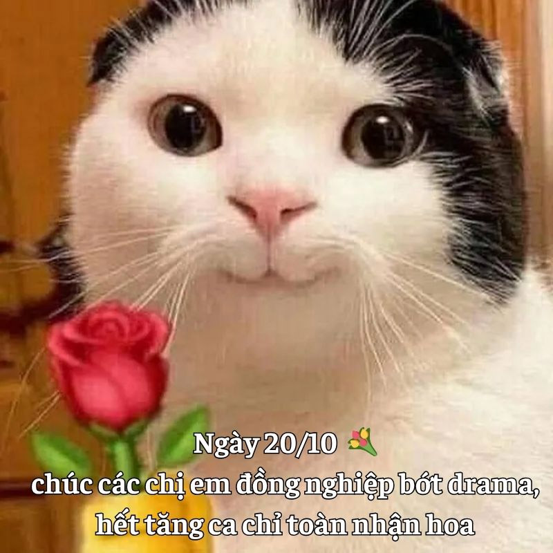 Lưu ngay meme 20/10 hài hước tặng đồng nghiệp