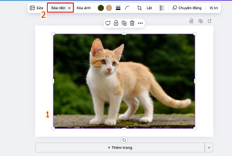 Chọn ảnh và nhấn Xóa nền trong Canva phiên bản máy tính