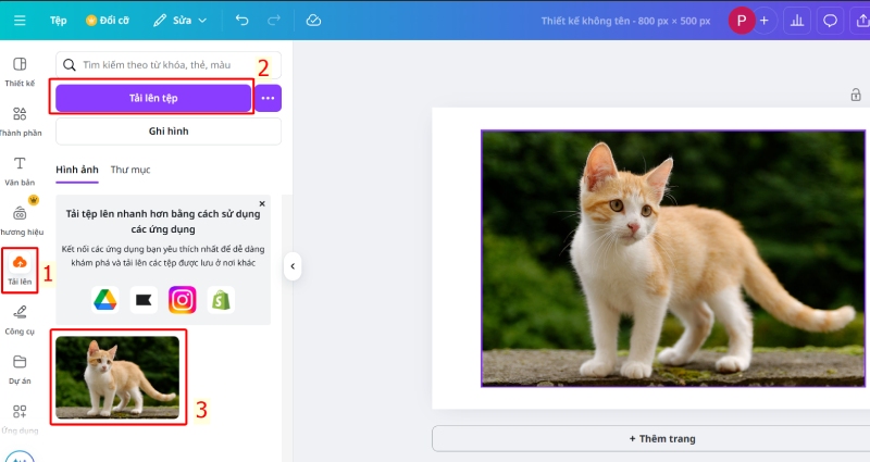 Tải ảnh mèo lên Canva từ thư viện hoặc thiết bị