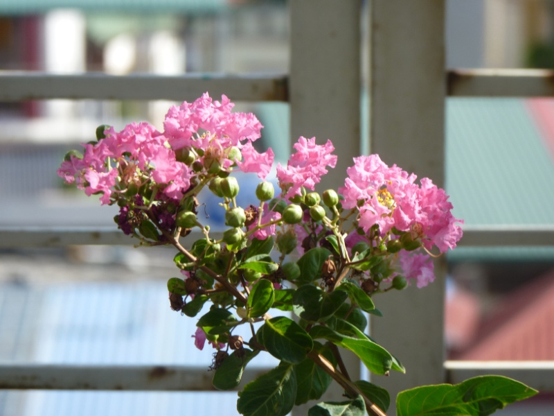 Hoa tường vi hồng nở rực