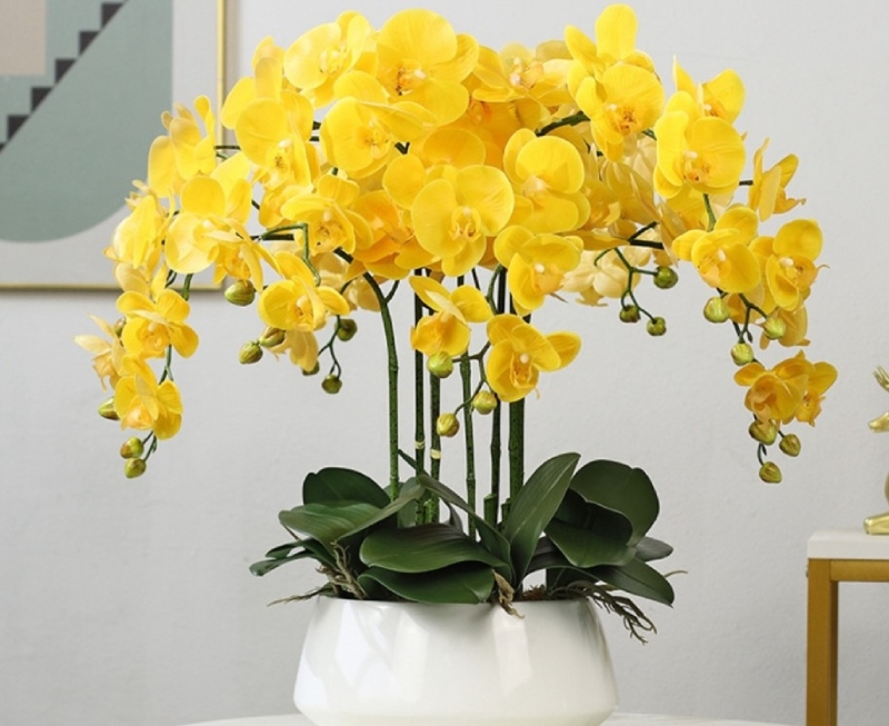 Chậu lan vàng sang trọng