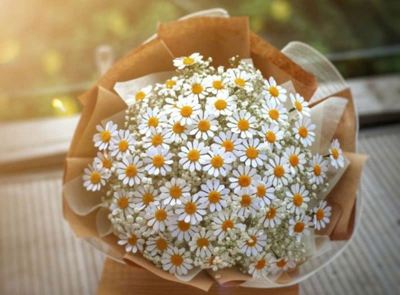 Bó hoa cúc họa mi dịu dàng